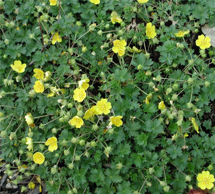 Ground Cover Potentilla