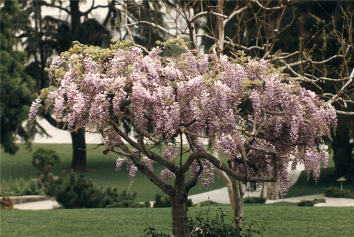 Plant photo of: Wisteria floribunda 'Rosea'