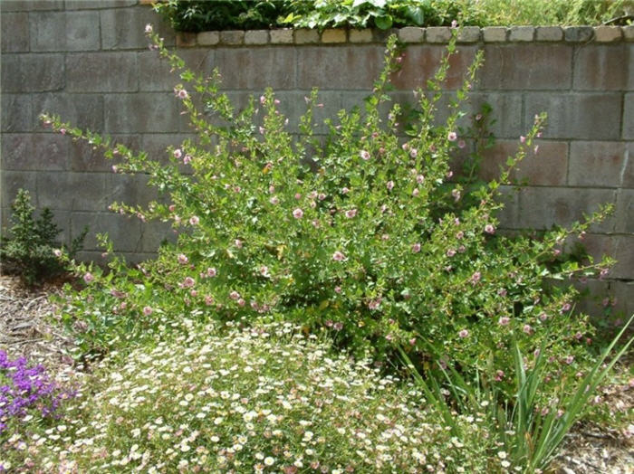 Plant photo of: Anisodontea X hypomandarum