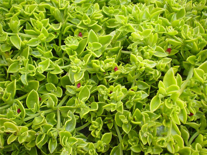 Plant photo of: Aptenia X cordifolia 'Red Apple'