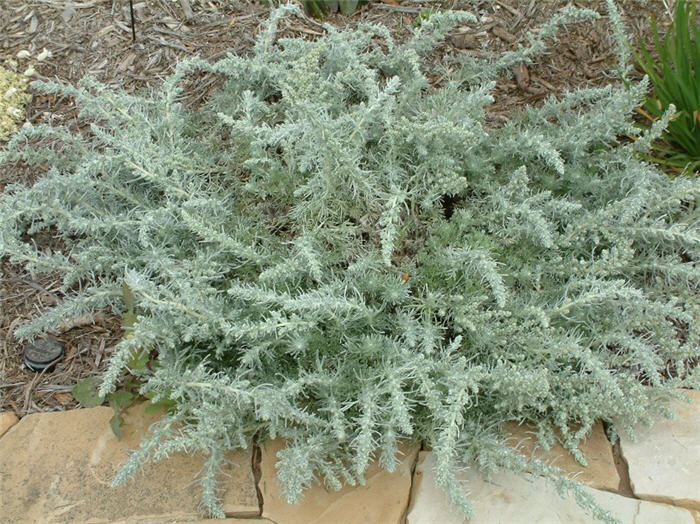 Artemisia pycnocephala