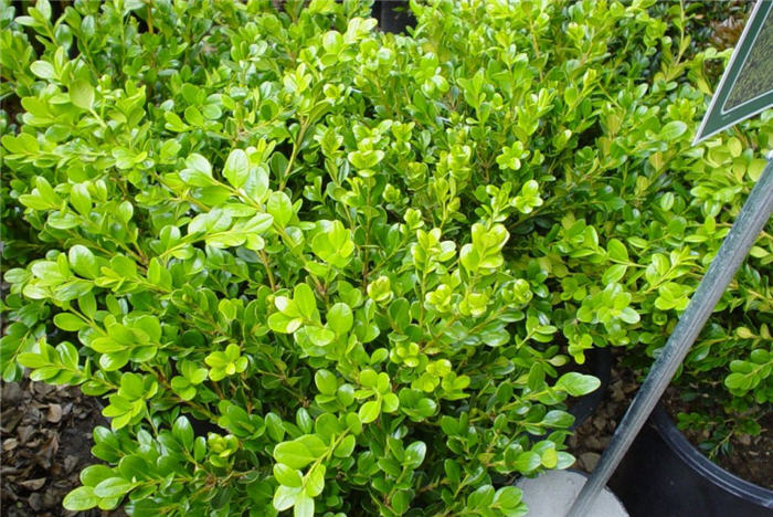 Buxus microphylla japonica