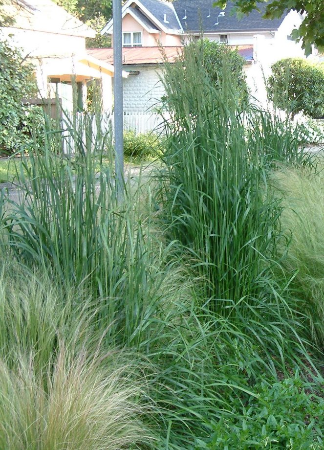 Feather Reed Grass