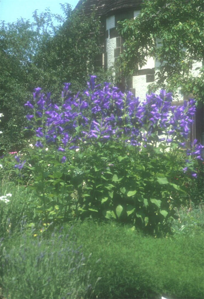 Plant photo of: Campanula latifilia