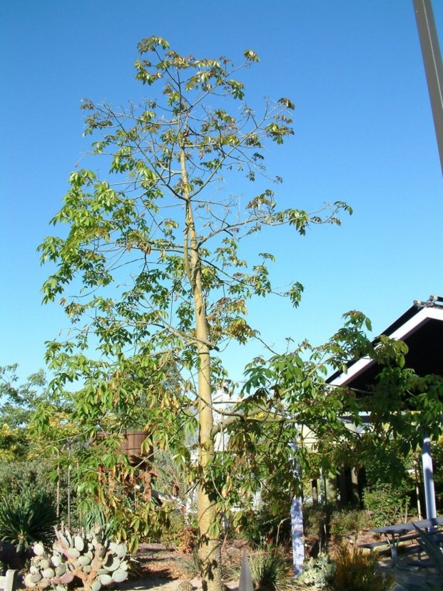 Majestic Beauty Floss Silk Tree