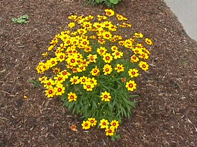 Plant photo of: Coreopsis grandiflora 'Sunray'