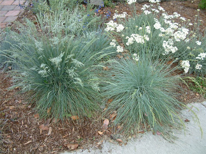 Festuca glauca