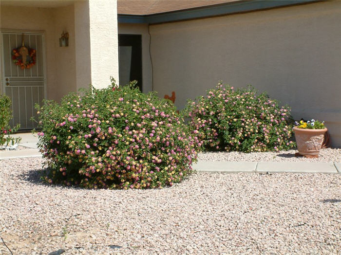 Christine Pink Lantana