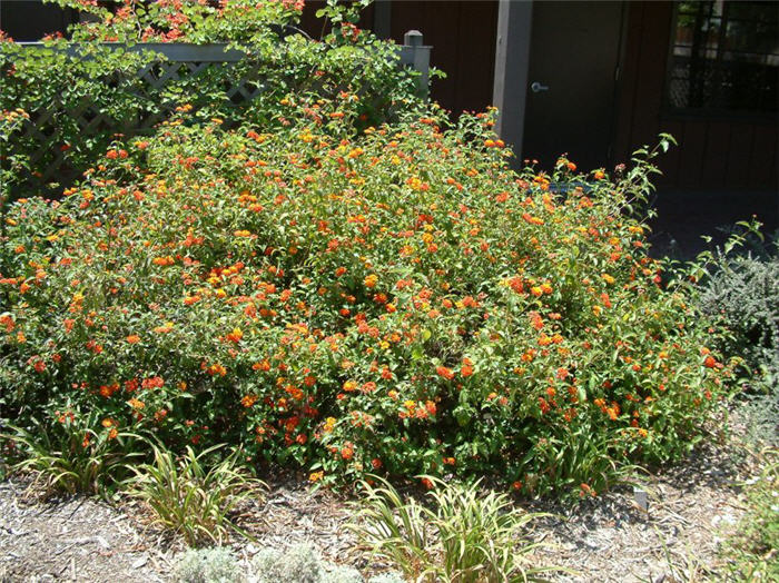 Radiation Orange Lantana