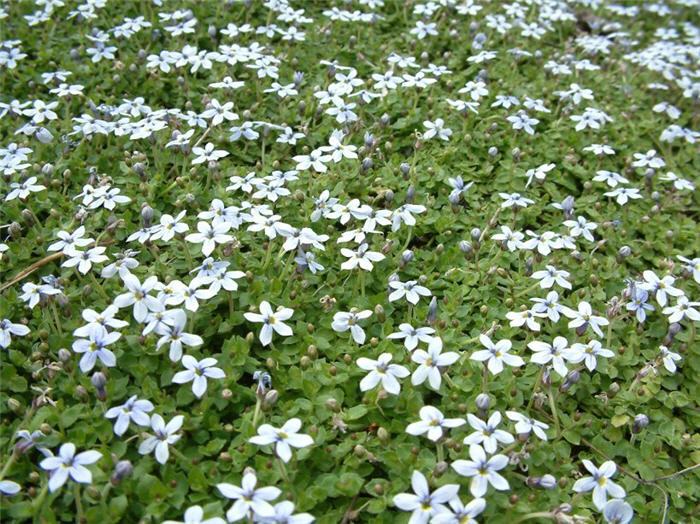 Plant photo of: Pratia pedunculata