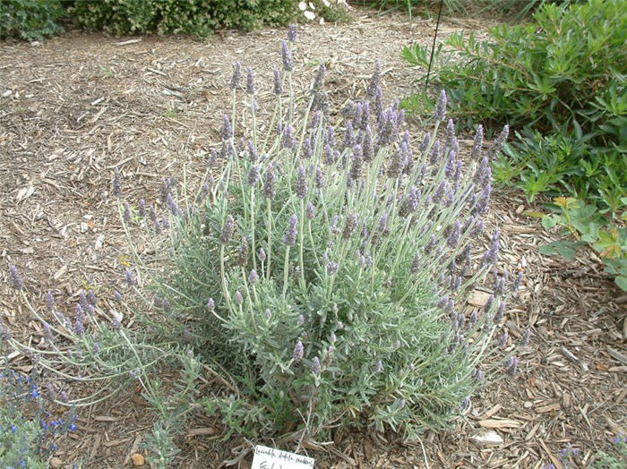 Candicans French Lavender