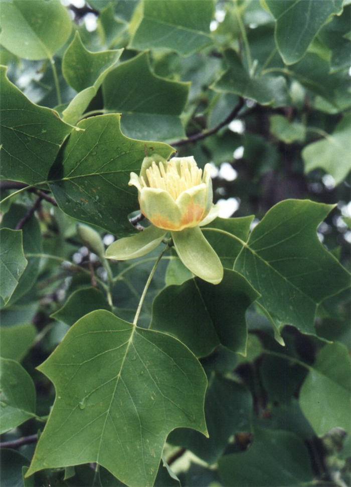 Tulip Tree