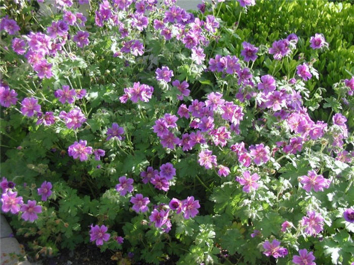 Geranium Magnificum