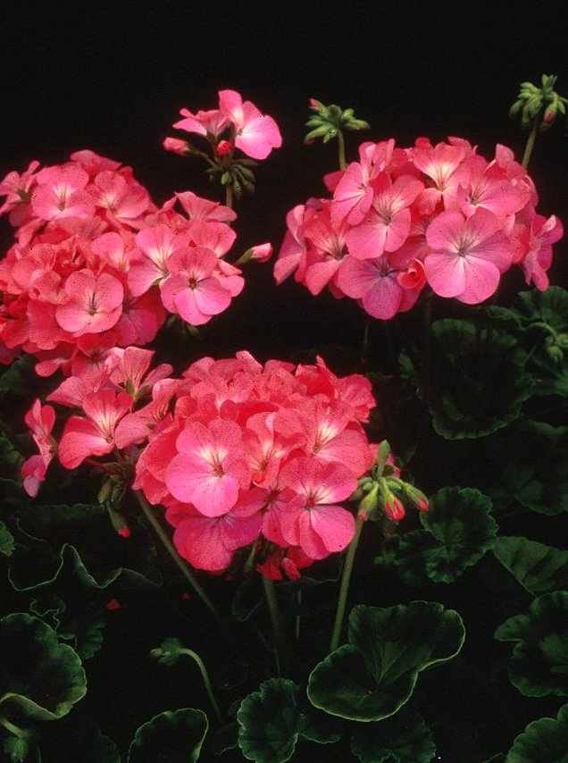 Garden or Common Geranium