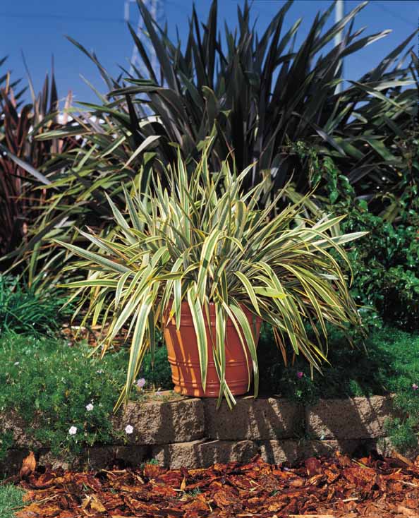 Phormium cookianum hookeri 'Tricolor'