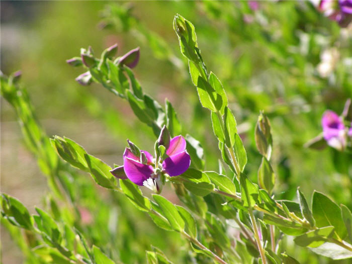 Sweet-Pea Shrub