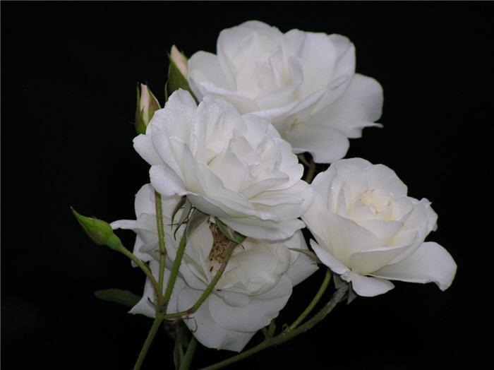 Iceberg Floribunda Rose