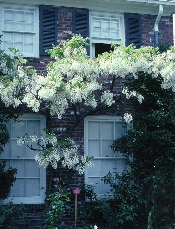 Plant photo of: Wisteria sinensis 'Alba'