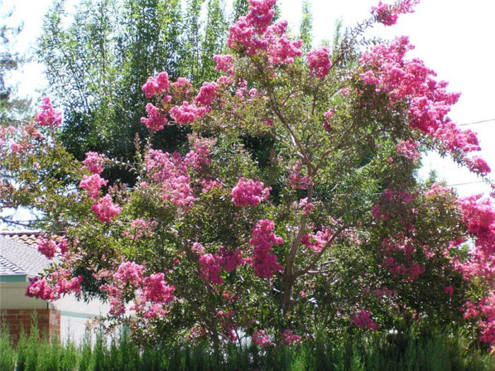 Crape Myrtle, Assorted Varieties