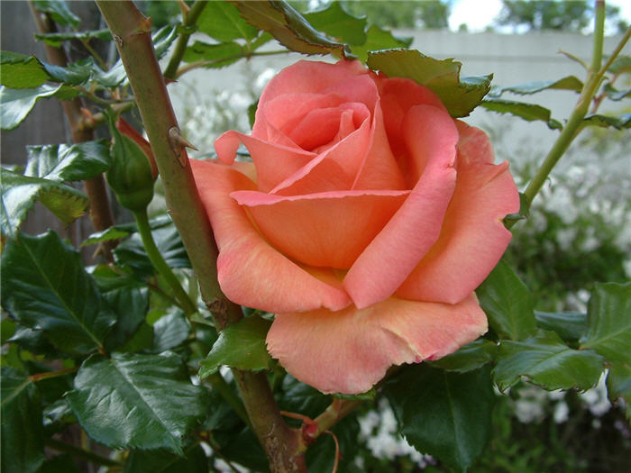 Rosa Hybrid Tea varieties