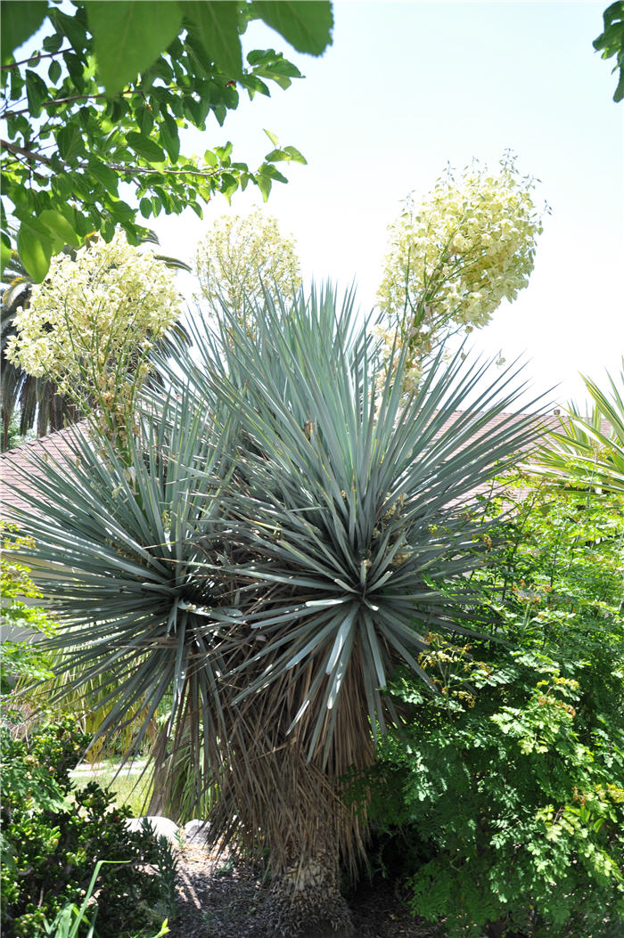 Plant photo of: Yucca baccata