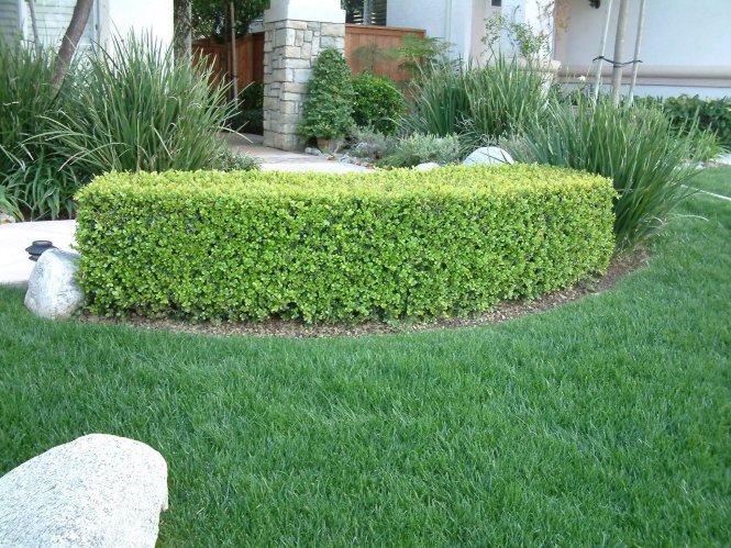 Buxus sempervirens