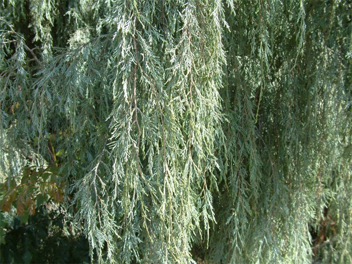 Plant photo of: Juniperus scopulorum 'Tolleson's Weeping