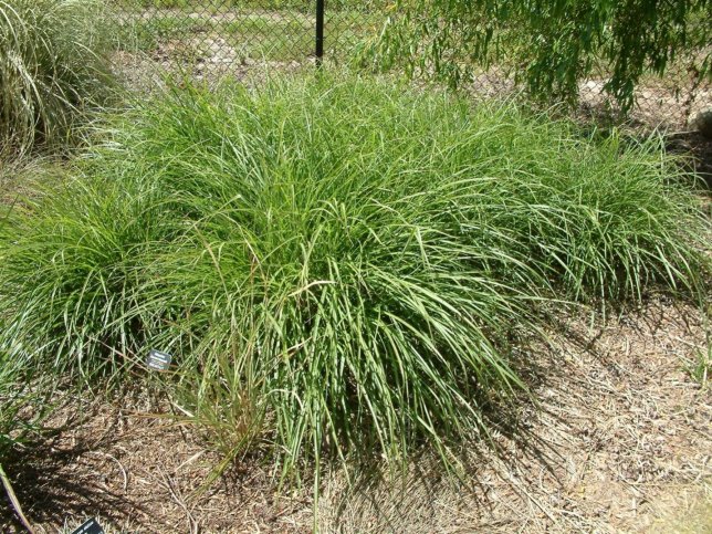 Evergreen Miscanthus