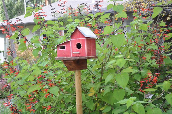 Salvia 'Tequila Sunrise'