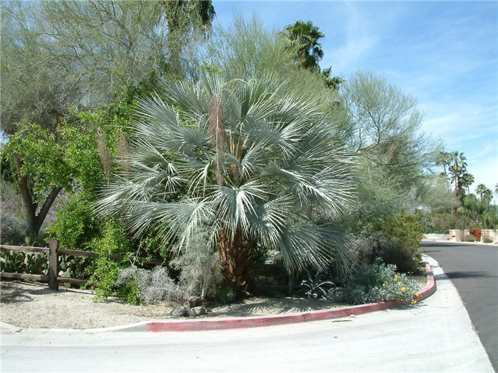 Blue Fan Palm