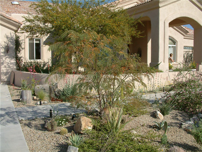 Feather Bush, Fern-of-the-Desert