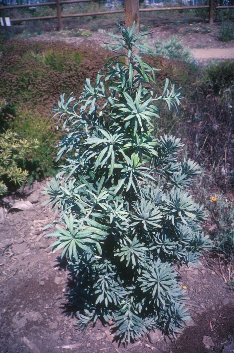 Talc-Leaf Yellowwood