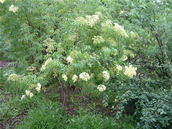 Plant photo of: Sambucus mexicana