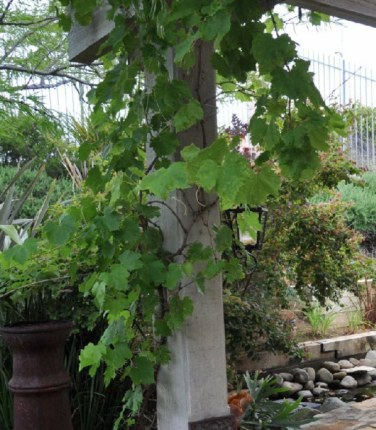 Plant photo of: Vitis vinifera