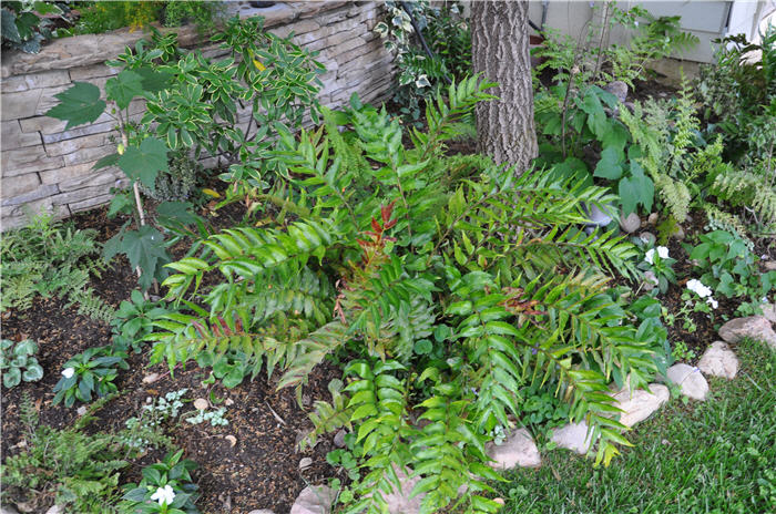 Japanese Holly Fern