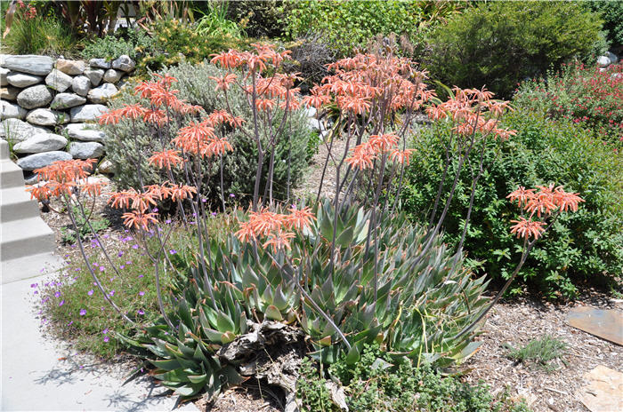 Soap Aloe, African Aloe