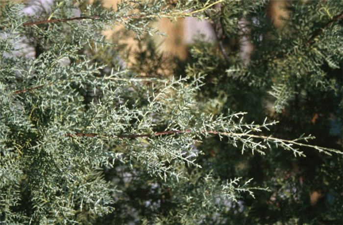 Plant photo of: Cupressus arizonica