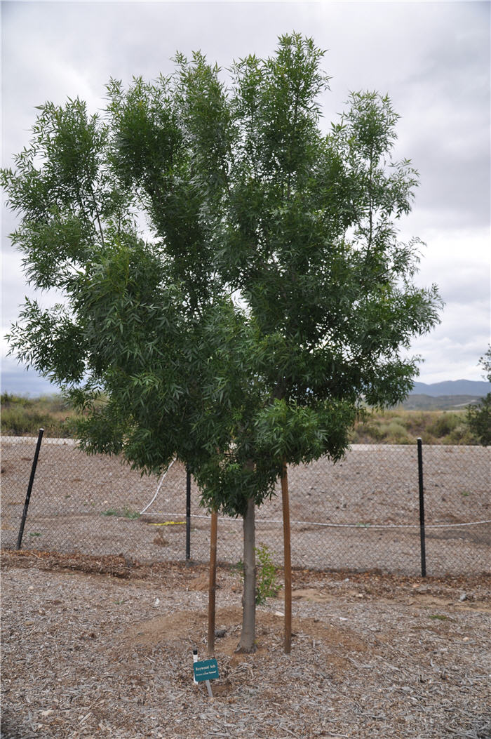 Raywood Ash, Claret Ash