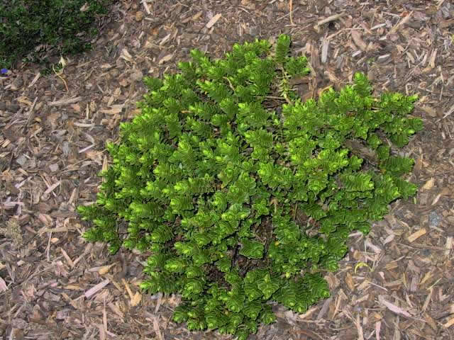 Dwarf Boxleaf Hebe