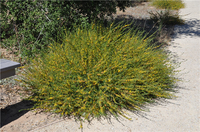 Deerweed