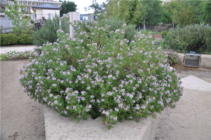 Pelargonium graveolens