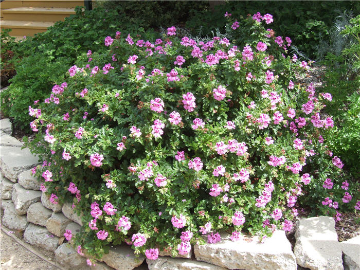 Plant photo of: Pelargonium 'Scented'