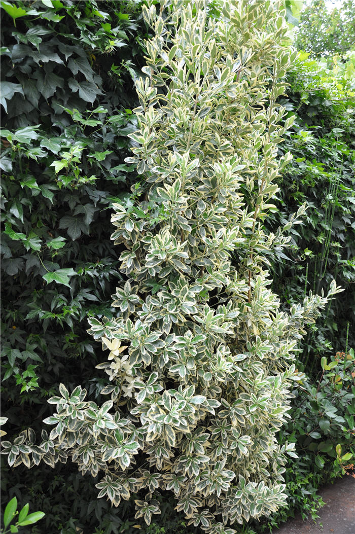 Blackstem Pittosporum, Tawhiwhi