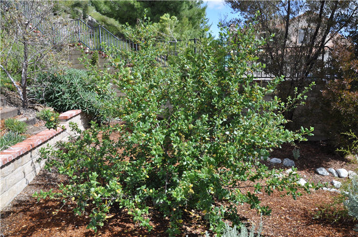 Plant photo of: Quercus dumosa