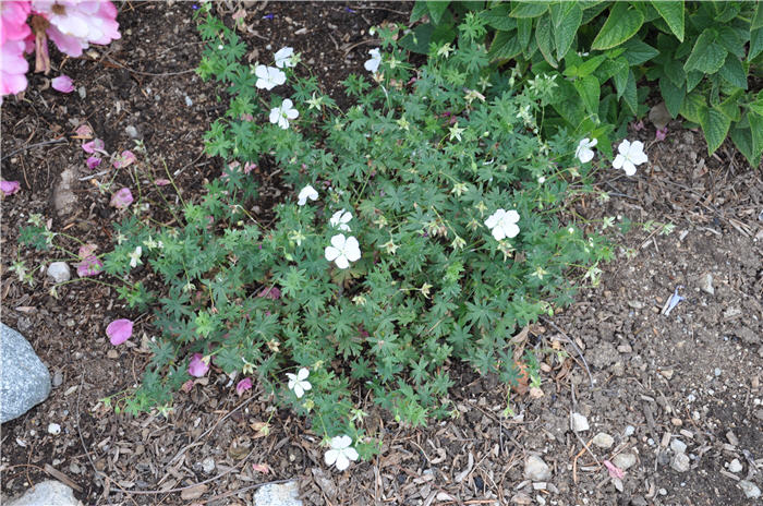 Creeping White Cranesbill