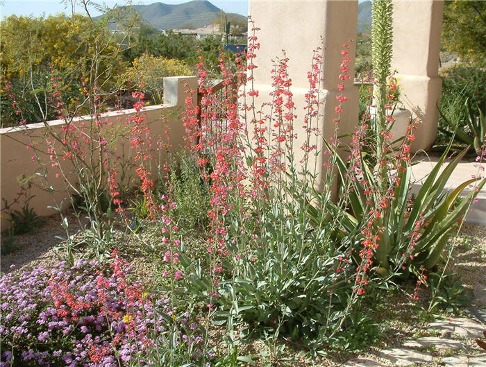 Firecracker Penstemon