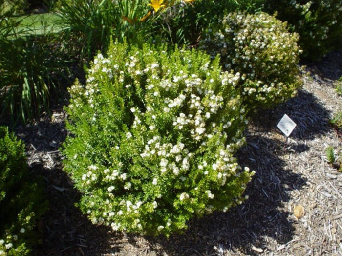 Plant photo of: Myrtus communis 'Compacta'