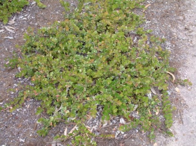 Arctostaphylos edmundsi 'Carmel Sur'