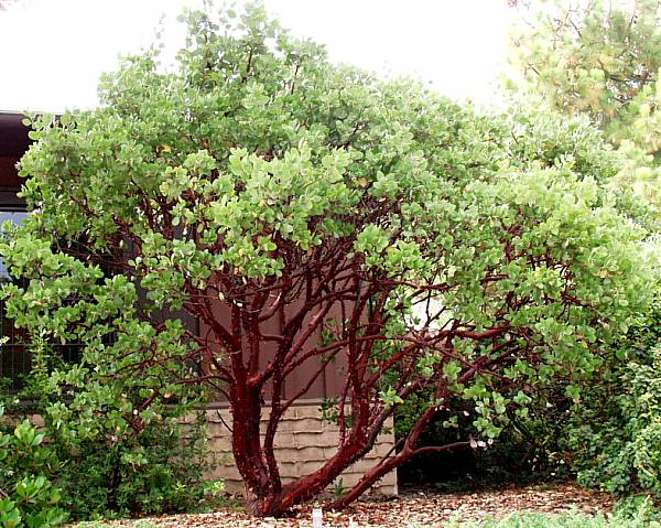 Arctostaphylos manzanita 'Dr. Hurd'