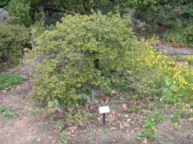 Monterey Carpet Manzanita